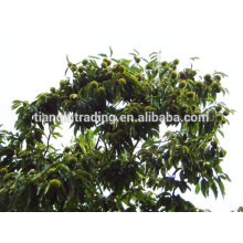 Chinese chestnut exporter Taian